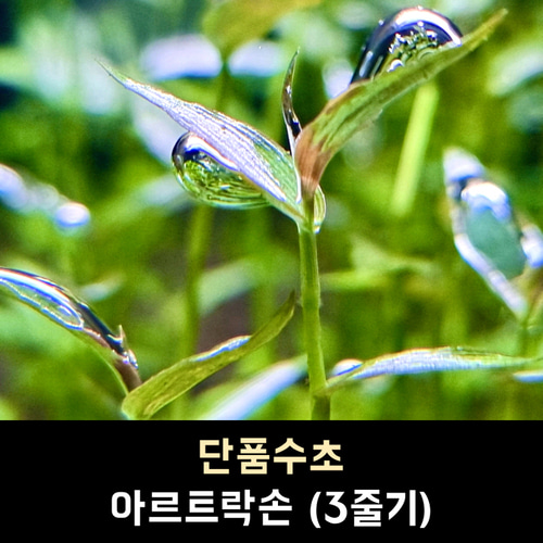 03 아르트락손 (7줄기)