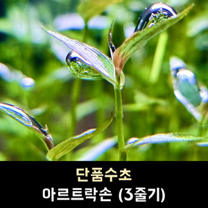 03 아르트락손 (7줄기)