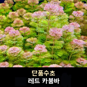 03 레드 카붐바 (35줄기)