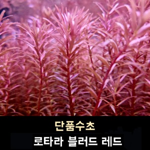 03 로타라 블러드 레드 (25줄기)
